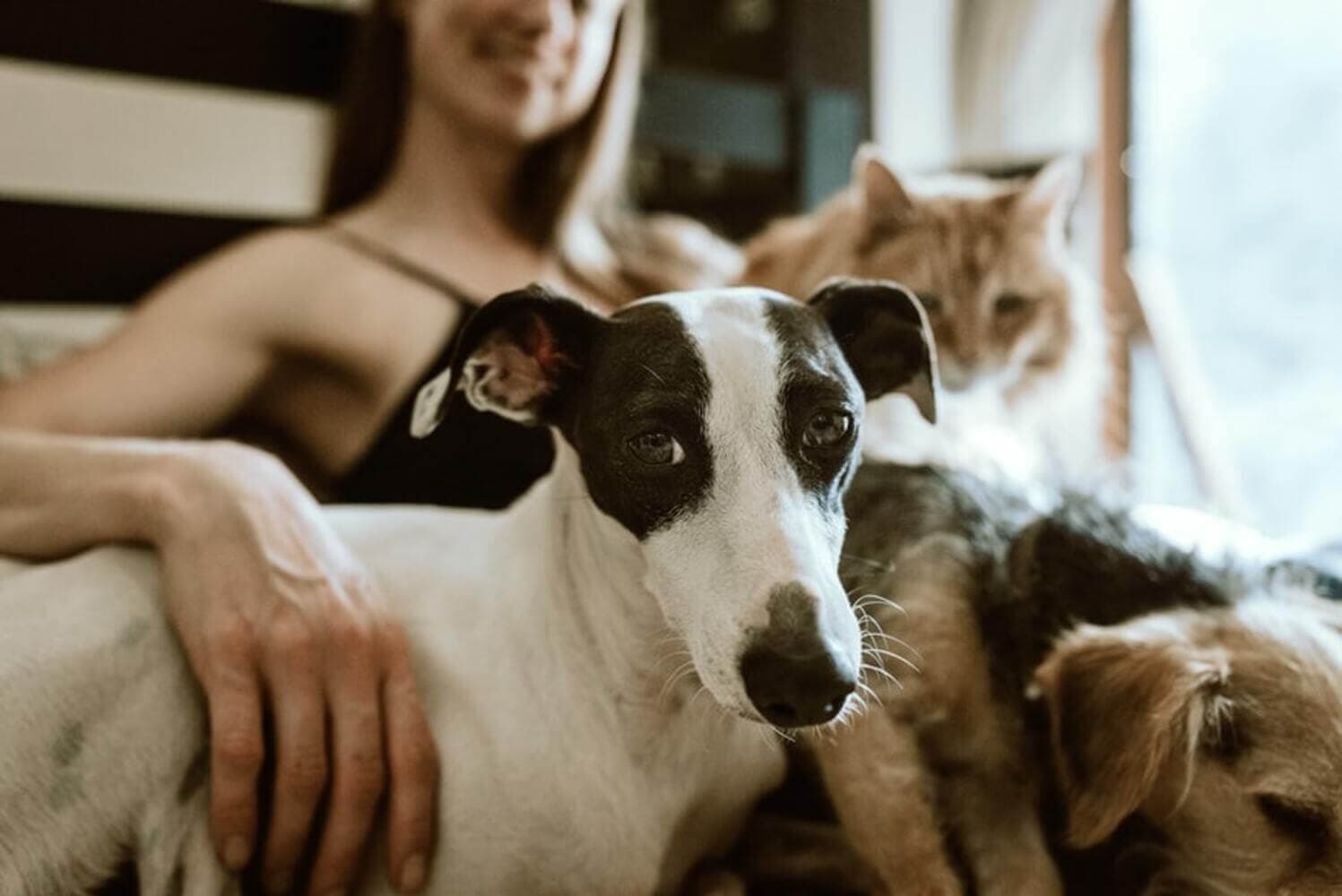What to Know When Relocating With Pets