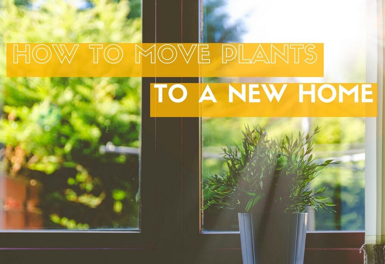 How to Move Plants to a New Home Without Killing Them